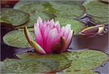 Nymphaea × marliacea