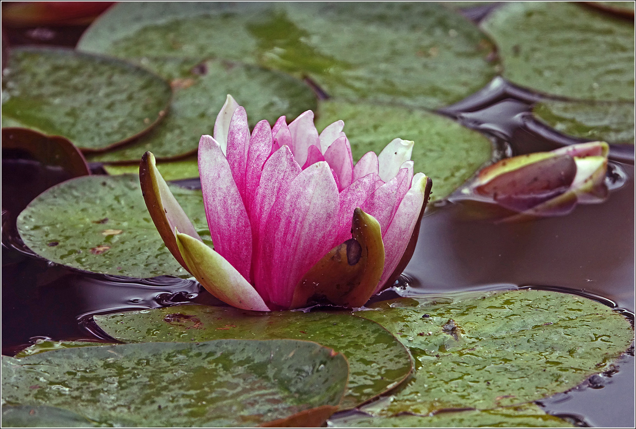 Image of Nymphaea &times; marliacea specimen.