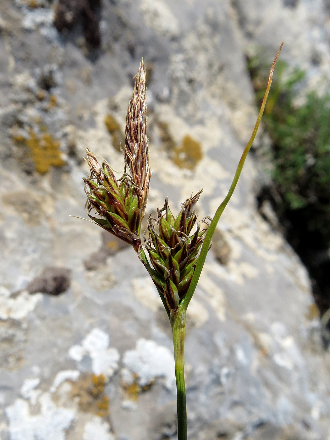 Image of Carex litwinovii specimen.