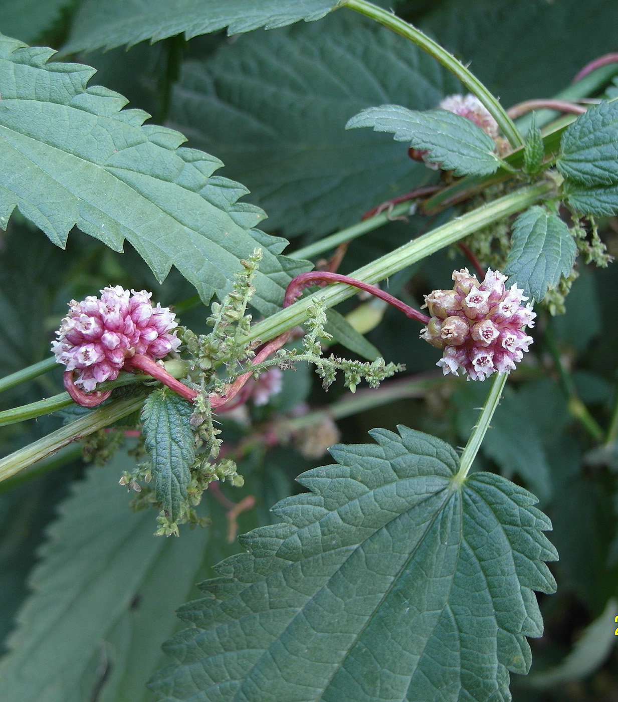 Изображение особи Cuscuta europaea.