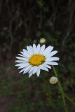 Anthemis rigescens. Соцветие. Чечня, Шаройский р-н, 1,5 км к востоку от ур. Хиндушты, выс. ок. 2100 м н.у.м., мелкокаменистый склон. 1 июля 2024 г.