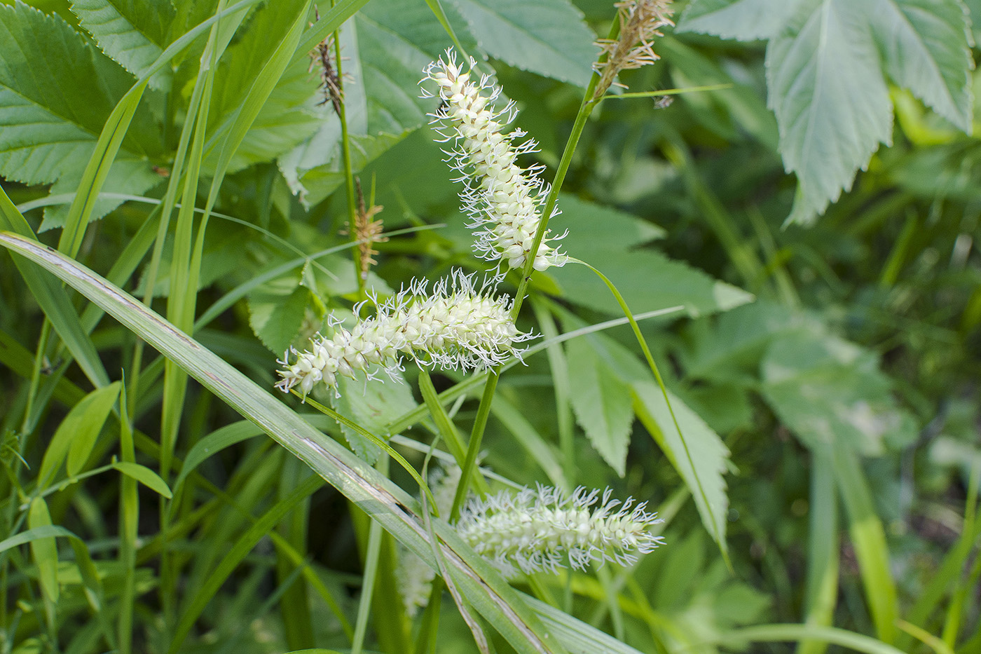 Изображение особи Carex rhynchophysa.