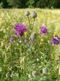 Centaurea scabiosa