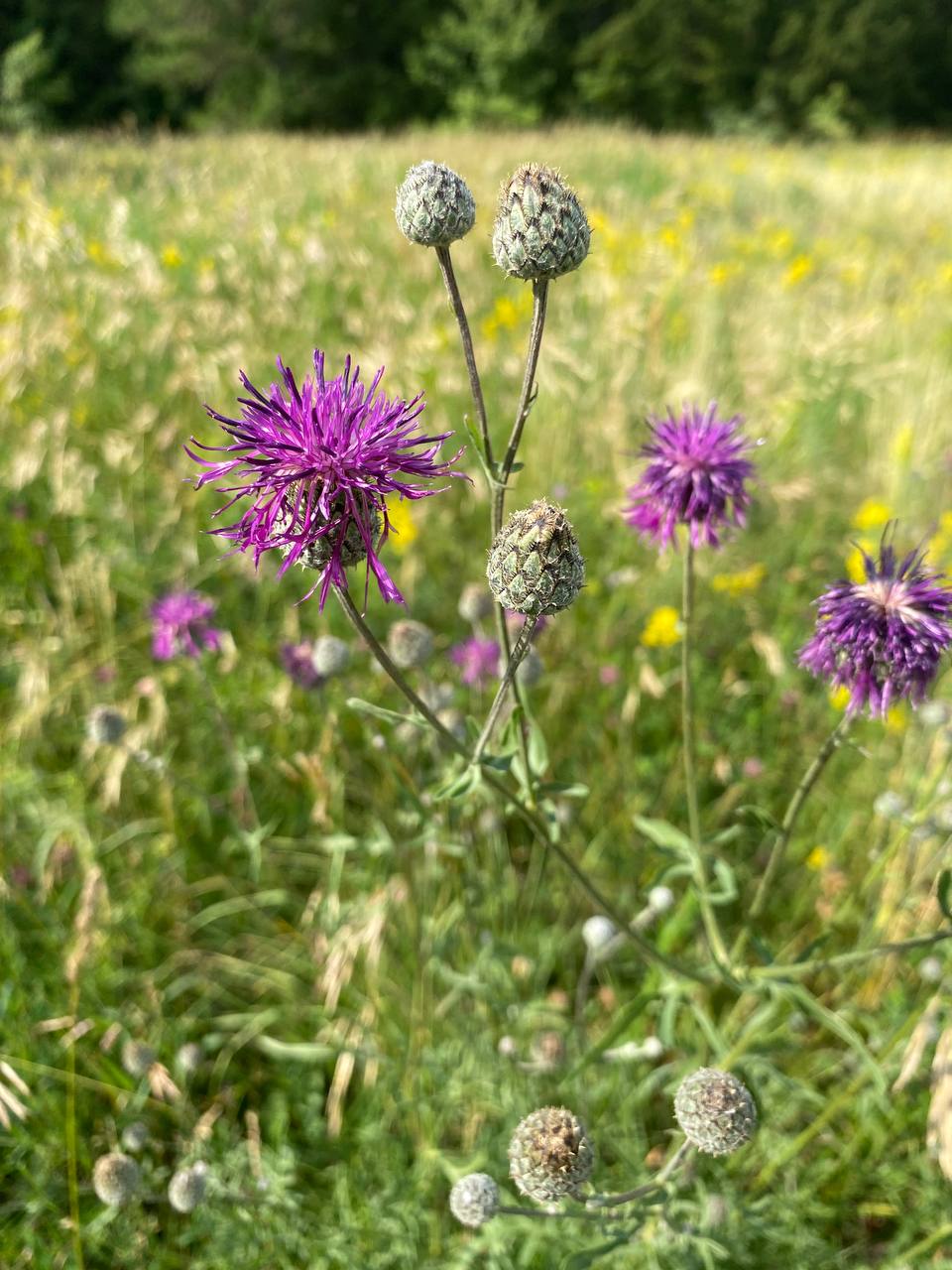 Image of Centaurea scabiosa specimen.