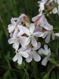 Saponaria officinalis