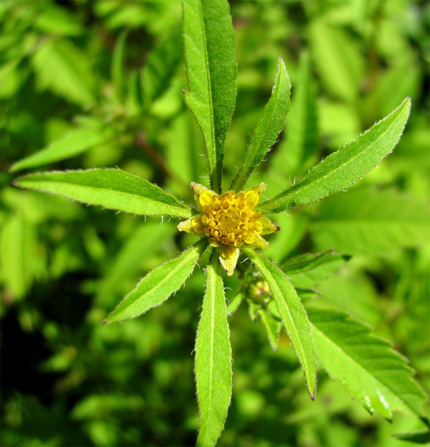 Image of Bidens frondosa specimen.