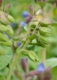 Pulmonaria mollis