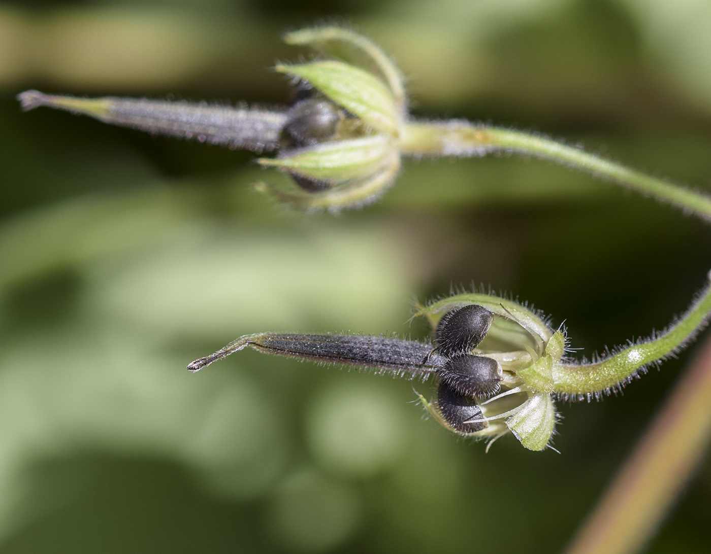 Изображение особи Geranium rotundifolium.