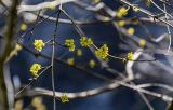 View full-size image Cornus mas
