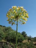 Смотреть изображение Allium eriocoleum
