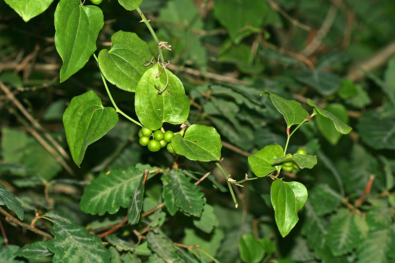 Image of Smilax excelsa specimen.