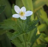 View full-size image Anemonidium canadense