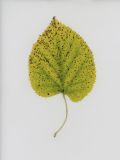 Смотреть изображение Tilia platyphyllos