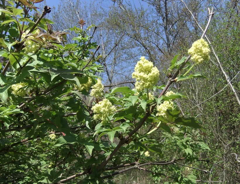 Изображение особи Sambucus racemosa.