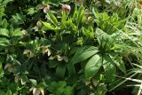 View full-size image Helleborus abchasicus