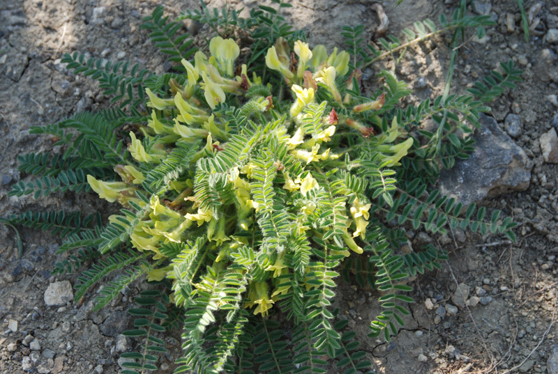 Image of Astragalus utriger specimen.