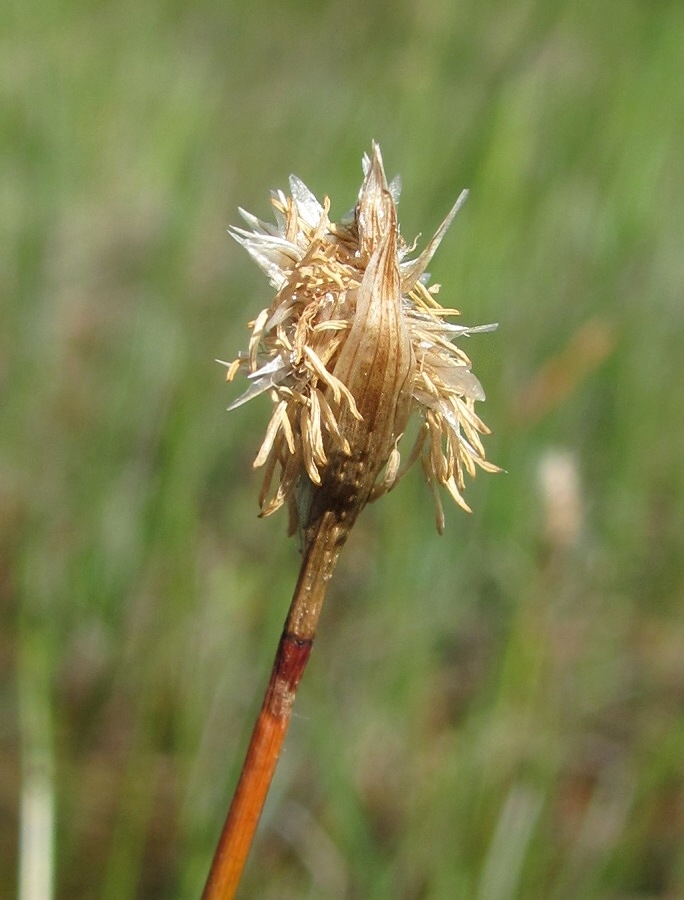 Image of genus Eriophorum specimen.