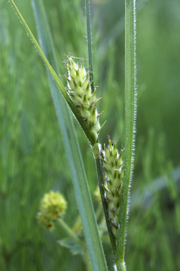 Image of Carex hirta specimen.