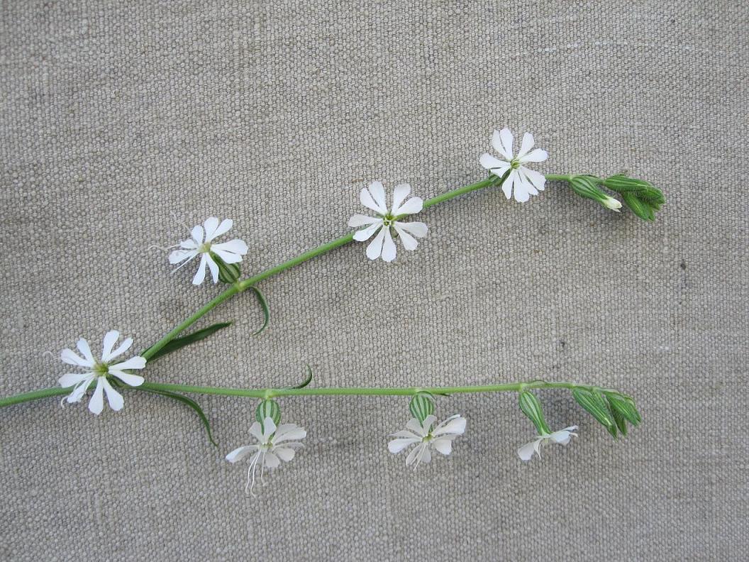 Image of Silene dichotoma specimen.