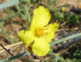 Verbascum pinnatifidum. Цветок. Крым, Керченский полуостров, Опукский заповедник, пляж. 3 августа 2010 г.