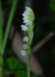 Goodyera repens. Соцветие. Бурятия, Тункинские Гольцы, окр. с. Аршан. 20.07.2011.