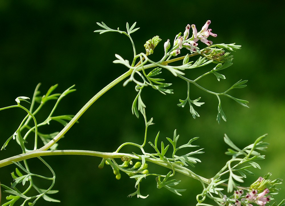 Изображение особи Fumaria indica.