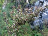 Artemisia vulgaris. Верхушка цветущего растения. Свердловская обл., окр. г. Североуральск, правый берег канала Дублёр. 27.08.2011.