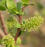 Salix myrsinifolia