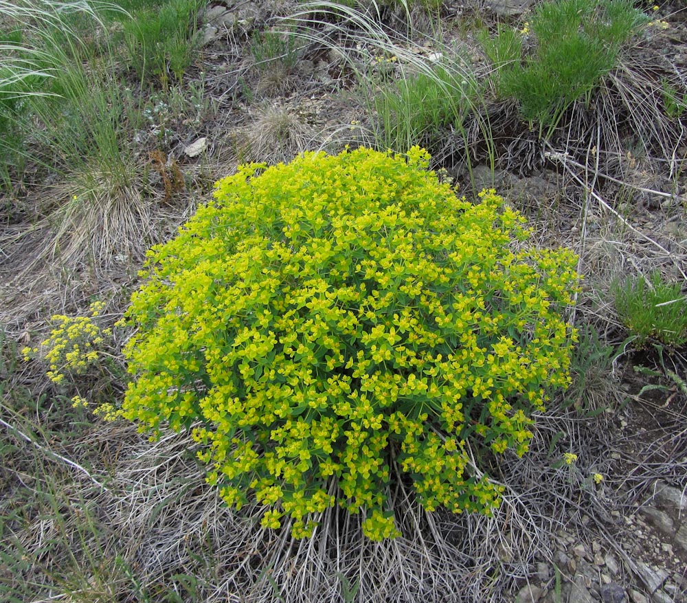 Image of Euphorbia macrorhiza specimen.