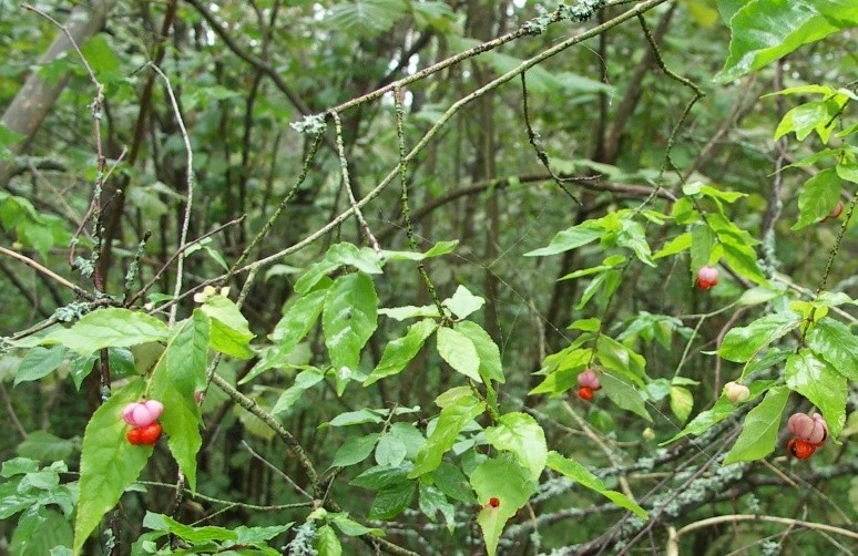 Image of Euonymus verrucosus specimen.