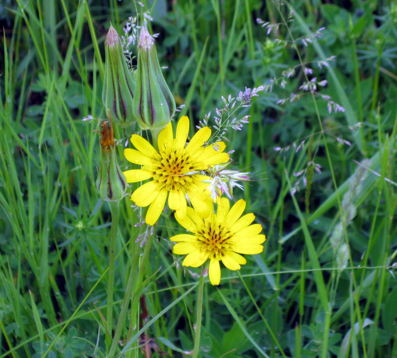 Image of Tragopogon pratensis specimen.