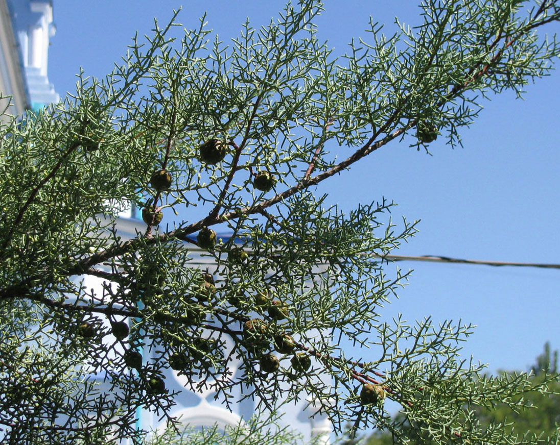 Image of Cupressus arizonica specimen.