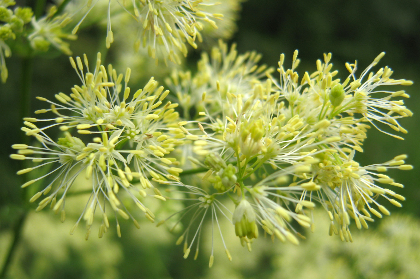 Изображение особи Thalictrum lucidum.