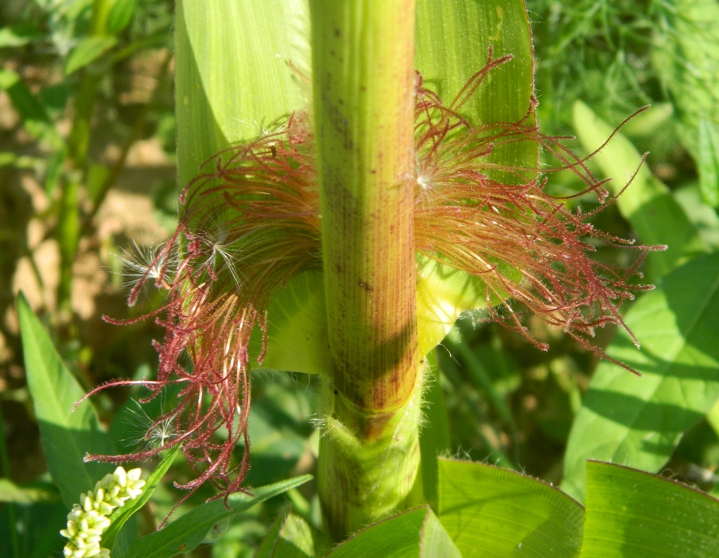 Image of Zea mays specimen.