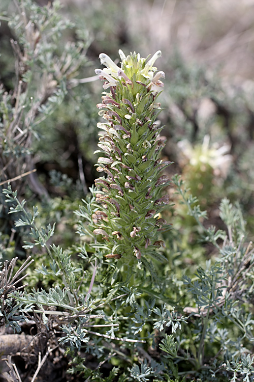 Изображение особи Pedicularis olgae.