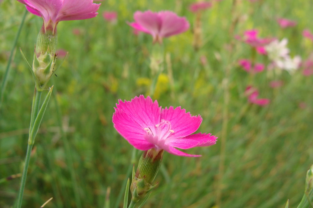 Изображение особи Dianthus versicolor.