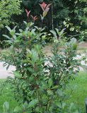 Photinia × fraseri. Вегетирующее растение ('Red Robin'). Нидерланды, г. Venlo, \"Floriada 2012\". 11.09.2012.