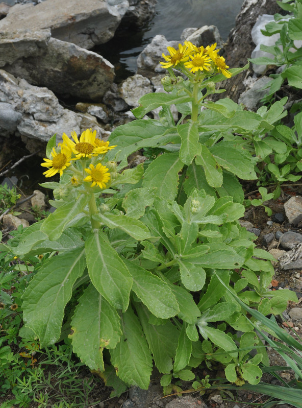 Image of Senecio pseudoarnica specimen.