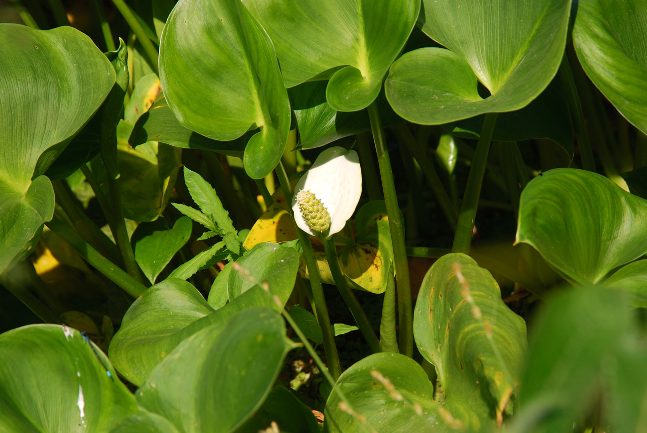 Image of Calla palustris specimen.