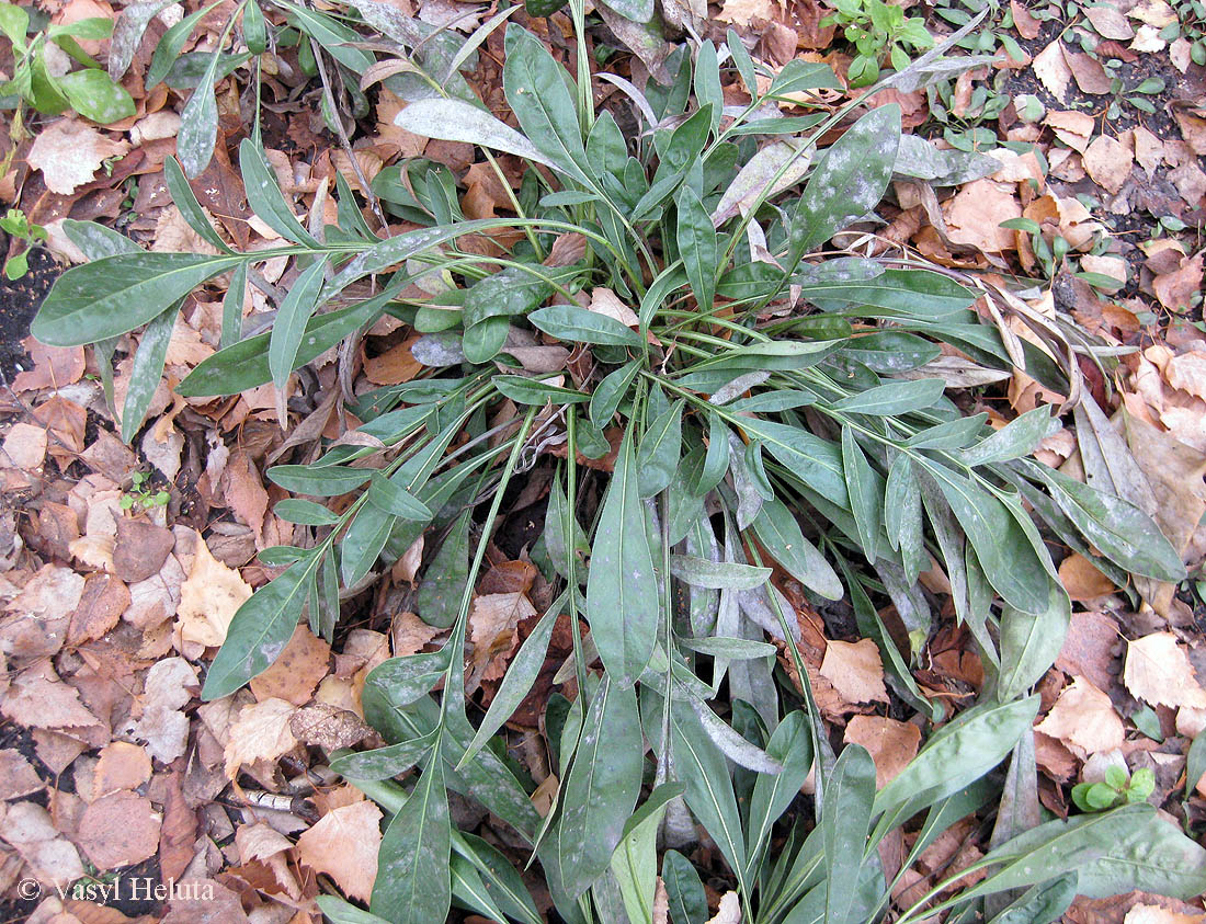 Image of Coreopsis grandiflora specimen.