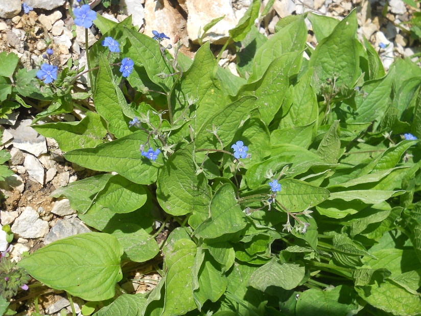 Image of Omphalodes verna specimen.