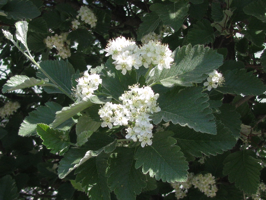 Изображение особи Sorbus intermedia.