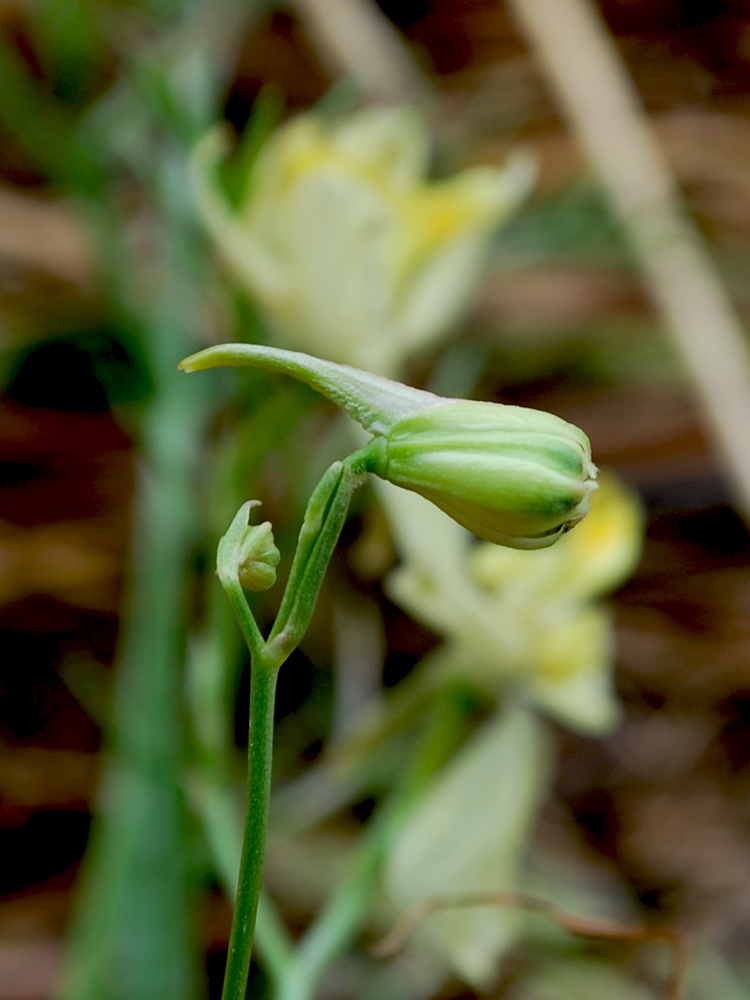 Image of Delphinium semibarbatum specimen.