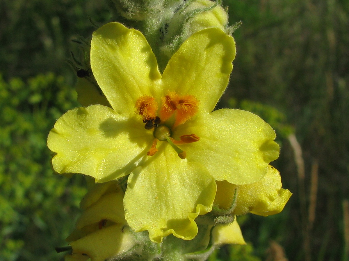 Image of Verbascum ovalifolium specimen.