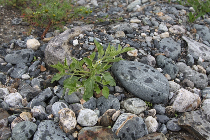 Image of Solanum physalifolium specimen.