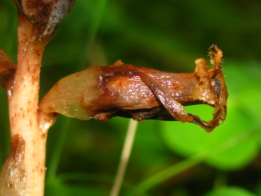 Image of Hypopitys monotropa specimen.