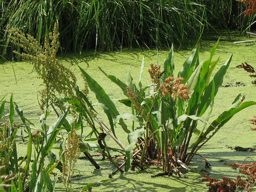 Image of Rumex hydrolapathum specimen.