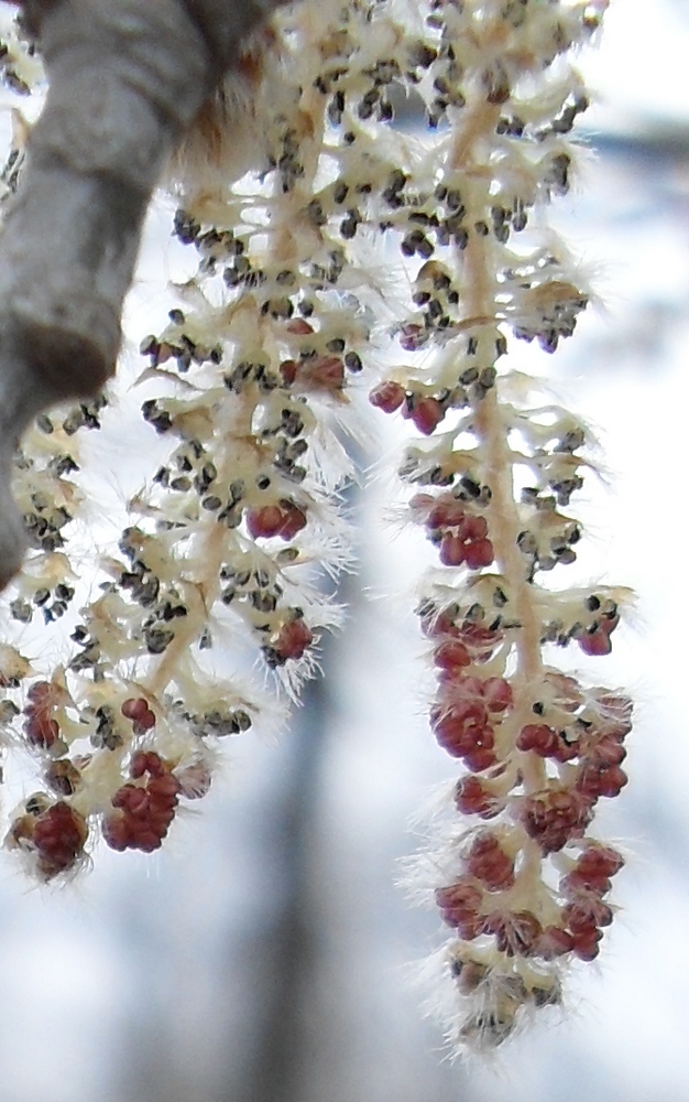 Изображение особи Populus alba.