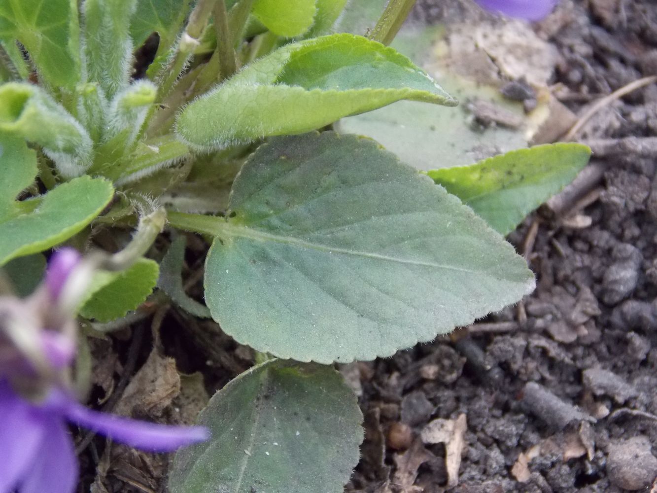 Image of Viola hirta specimen.