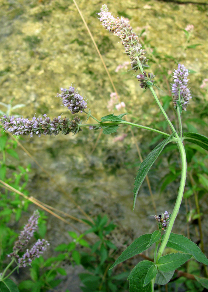 Изображение особи род Mentha.